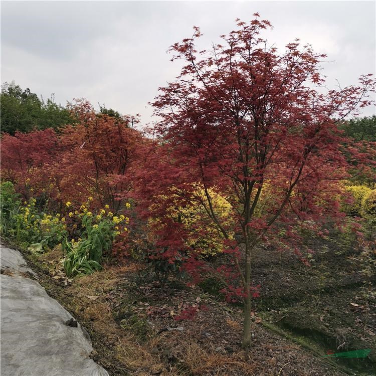 基地出售日本紅舞姬紅楓 街道公園 盆景造型綠化 庭蔭樹