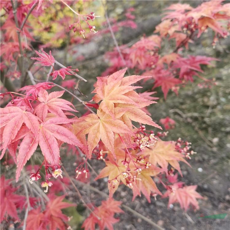 基地出售日本紅舞姬紅楓 街道公園 盆景造型綠化 庭蔭樹