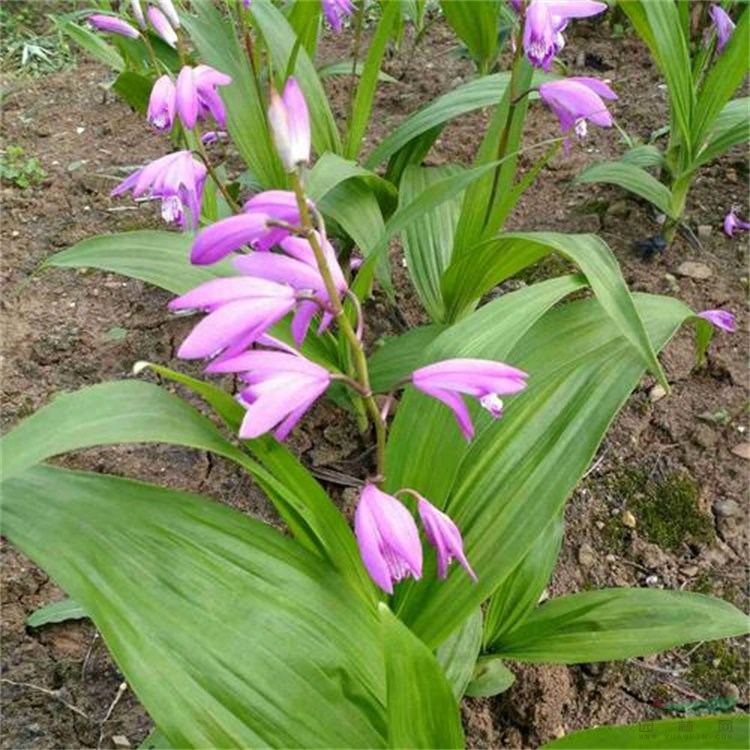 基地供應(yīng)白芨花苗 根系發(fā)達 盆栽觀賞花卉 切花材料