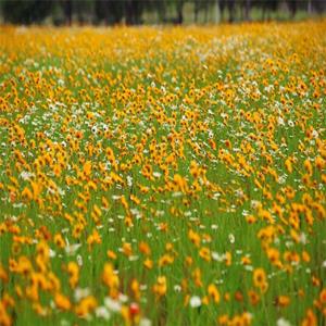 苗圃出售 大花金雞菊 園林地被彩色苗木 花海工程打造植物 江蘇綠化苗木基地