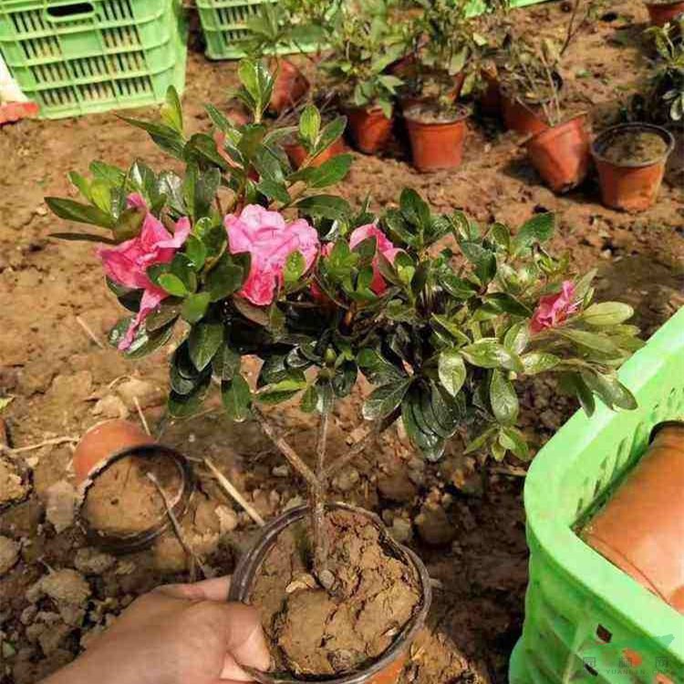 基地出售石巖杜鵑花苗 盆景材料 公園街道綠化 庭蔭行道樹 江蘇綠化苗木基地