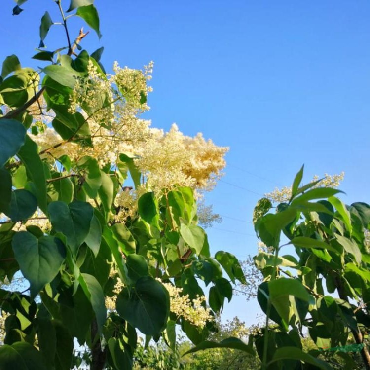 同之創(chuàng)出售 白丁香 花海工程打造苗木 園林庭院造景綠化植物 江蘇綠化苗木基地