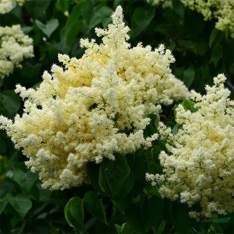 同之創(chuàng)出售 白丁香 花海工程打造苗木 園林庭院造景綠化植物 江蘇綠化苗木基地