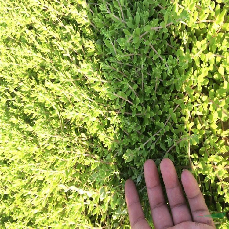 苗圃出售 臥莖景天 屋頂綠化 垂吊盆栽 花壇配植綠化苗 江蘇綠化苗木基地