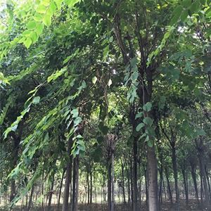 基地供應樸樹 盆景行道樹種 草坪曠地街道叢植 江蘇綠化苗木基地