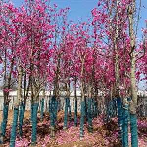 基地出售嬌紅玉蘭 別墅小區(qū)盆栽綠化 觀賞風(fēng)景樹 江蘇綠化苗木基地