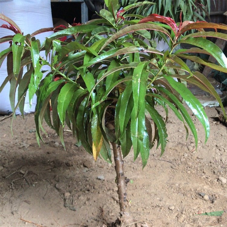 苗圃供應(yīng)壽星桃 四季觀賞 行道護(hù)坡綠化 園林觀賞花卉植物