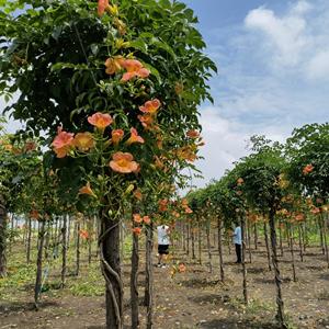 苗圃出售喬木中華凌霄樹(shù) 庭院綠化公園小區(qū)街道風(fēng)景樹(shù)地栽盆栽 江蘇綠化苗木基地