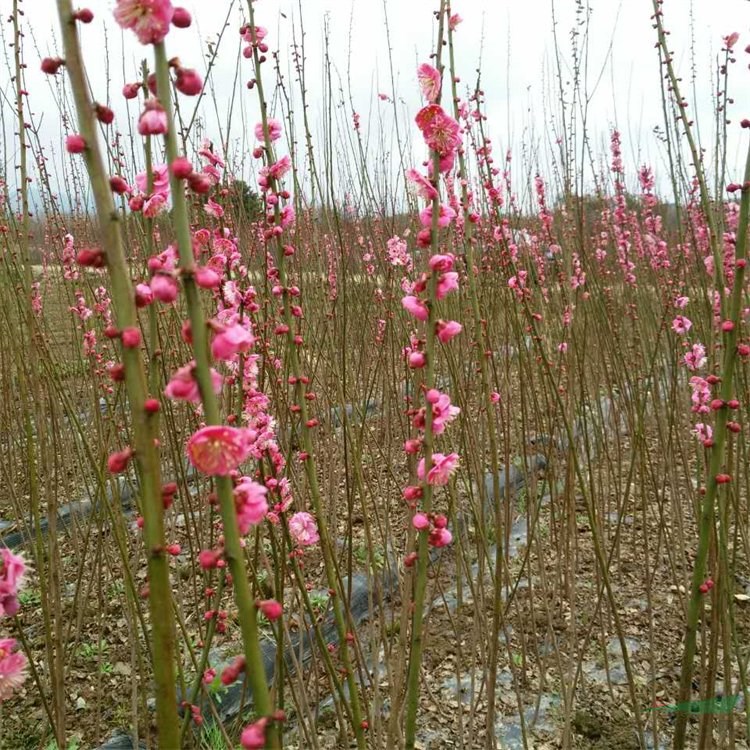 朱砂梅也稱骨里紅梅 園林景觀造景樹種 基地直發(fā) 江蘇綠化苗木基地