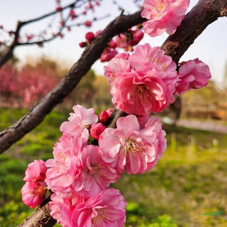 種植基地長期供應(yīng)5公分 6公分榆葉梅 庭院公園小區(qū)觀賞性風(fēng)景樹