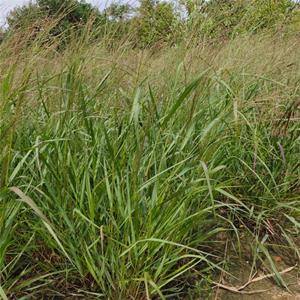 多年生宿根花卉柳枝稷 濕地公園 河道綠化 基地直發(fā) 江蘇綠化苗木基地