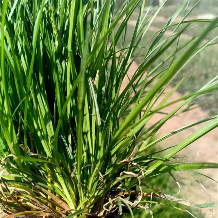 地被植物須芒草 耐寒宿根花卉 優(yōu)良牧草 基地直售 江蘇綠化苗木基地