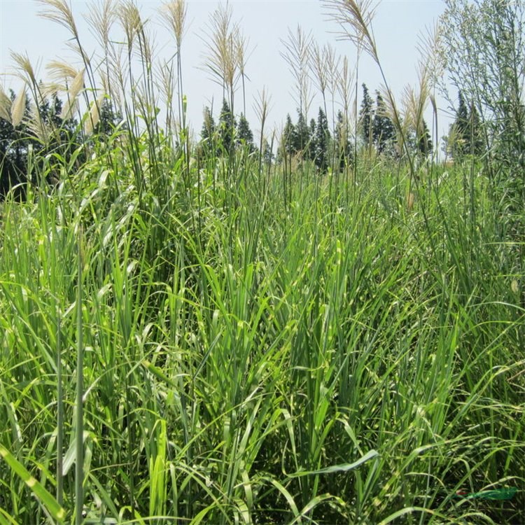 基地直供斑葉芒 園林綠化用材 庭院水景裝飾材料