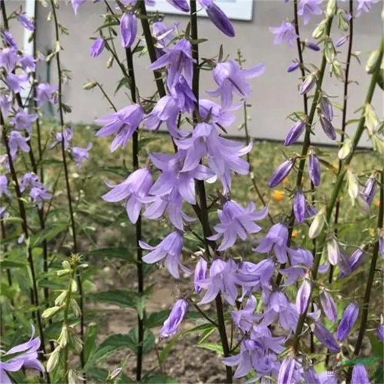 園林綠化草花風(fēng)鈴草 庭院栽培 大中型盆栽 客廳陽(yáng)臺(tái)布置 江蘇綠化苗木基地