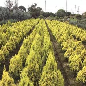 綠化工程苗黃金檜柏 根系發達 葉色金黃 景區種植1-3.5米規格