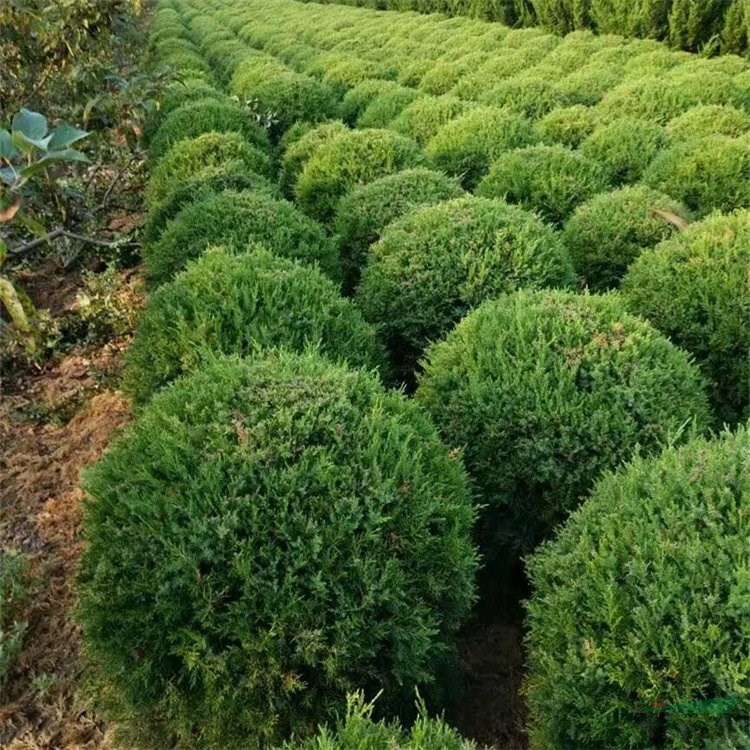 苗圃供應(yīng)蜀檜塔柏球 公園別墅工程綠化苗木 行道觀賞樹(shù) 江蘇綠化苗木基地