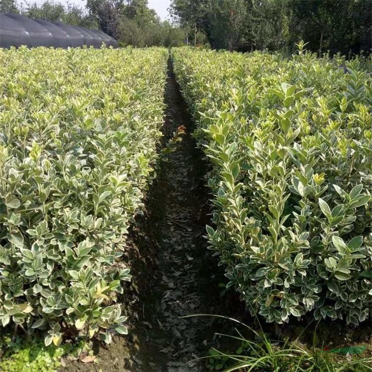 基地出售 小丑火棘球 小區(qū)道路造景綠化植物 庭院彩色綠籬 江蘇綠化苗木基地