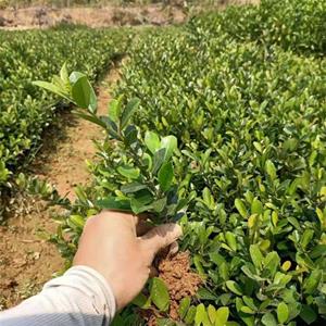 基地供應(yīng)小葉蚊母 園林造景 別墅小區(qū)綠籬植物 節(jié)節(jié)紅 江蘇綠化苗木基地