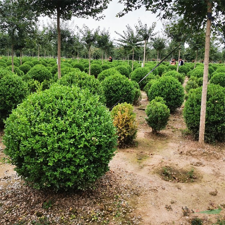 苗圃出售 瓜子黃楊 小區(qū)庭院造景綠化植物 道路旁配景工程苗