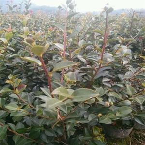 茶梅小苗 花壇花鏡花海觀賞性花卉 庭院園林綠化造景工程苗木 江蘇綠化苗木基地