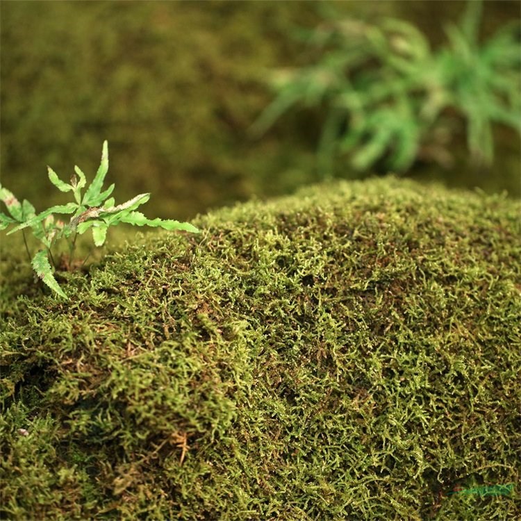 苔蘚別名青泥苔 小型的高等植物 水土保持涵養(yǎng)水源 耐陰濕 江蘇綠化苗木基地