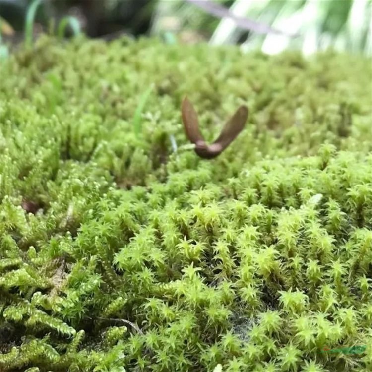 苔蘚別名青泥苔 小型的高等植物 水土保持涵養(yǎng)水源 耐陰濕 江蘇綠化苗木基地