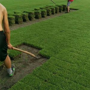 马尼拉草坪草皮 固土护坡材料 公共绿地运动场用草