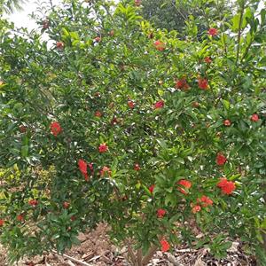 庭院盆栽觀賞植物花石榴 風(fēng)景區(qū)綠化配置 基地直發(fā) 江蘇綠化苗木基地