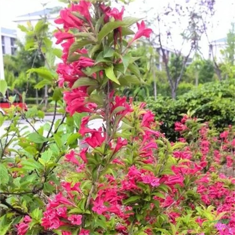 苗圃供應(yīng)錦帶花球 園林行道觀賞花卉植物 花壇景觀造景