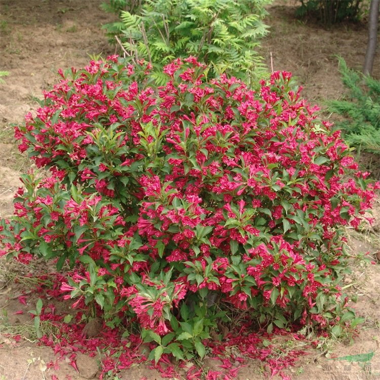 苗圃供應(yīng)錦帶花球 園林行道觀賞花卉植物 花壇景觀造景