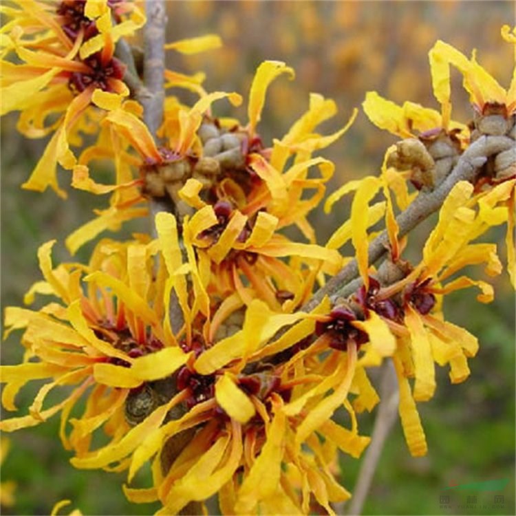 金縷梅 綠化生態(tài)環(huán)境 花鏡花壇栽植苗木 市政綠化觀賞植物 江蘇綠化苗木基地