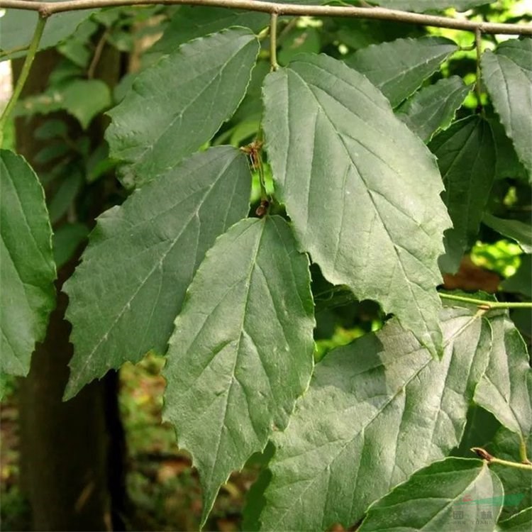 金縷梅 綠化生態(tài)環(huán)境 花鏡花壇栽植苗木 市政綠化觀賞植物 江蘇綠化苗木基地