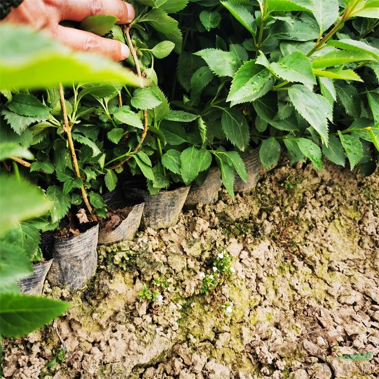 基地供應金鐘花花苗 盆栽花壇花鏡花叢綠化觀賞花卉