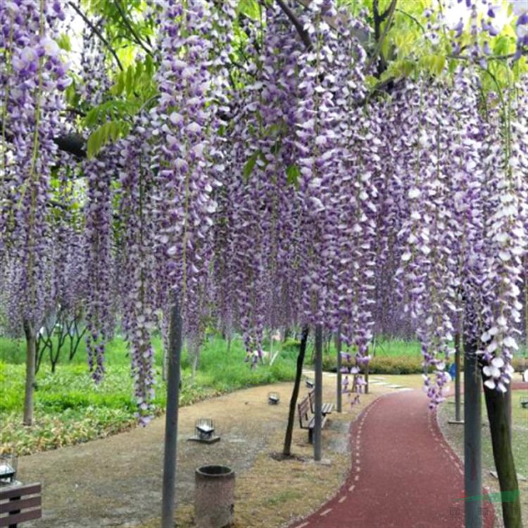 紫葉田紫藤 四季開花 攀援花卉綠化苗 基地直售 江蘇綠化苗木基地