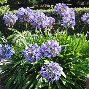 百子蓮別名紫君子蘭 藍花君子蘭 非洲百合 花壇花鏡花海觀賞性植物