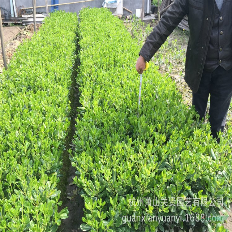 海桐花 山礬 七里香 四季常綠花壇造景樹 造園綠化樹種 綠籬栽植