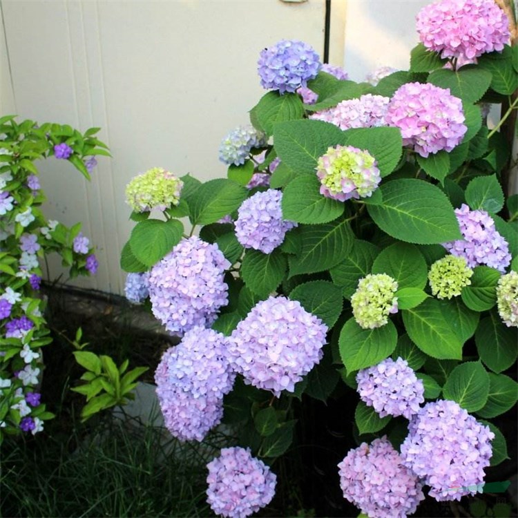 八仙粉團(tuán)花 草繡球 繡球紫陽(yáng)花 花籬花鏡栽植 庭院別墅區(qū)綠化栽植