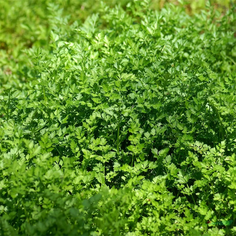 種植養(yǎng)護 水芹菜別名野芹菜 濕地公園水栽地栽 濕地綠化工程苗