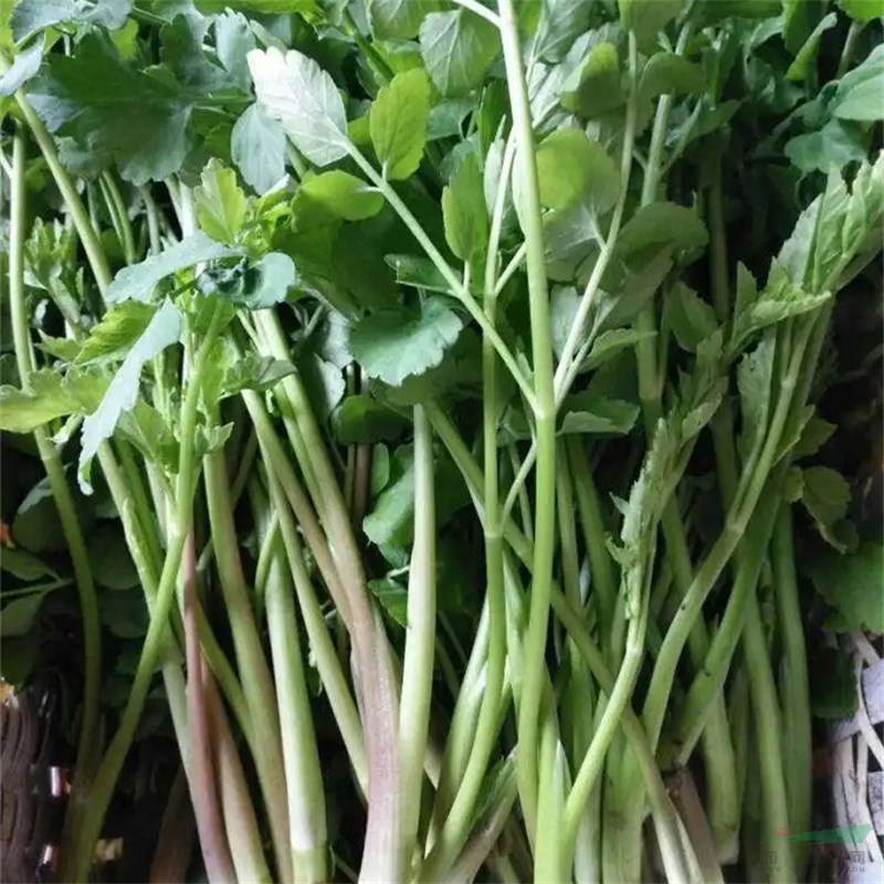 種植養(yǎng)護 水芹菜別名野芹菜 濕地公園水栽地栽 濕地綠化工程苗