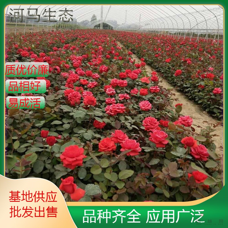 月季栽植月月紅長(zhǎng)春花 四季花 勝春 多色系 多規(guī)格觀賞花卉