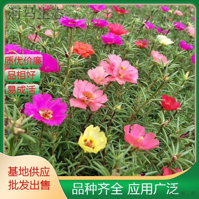 太陽(yáng)花 花鏡花壇觀賞苗木 半支蓮松葉牡丹金絲杜鵑洋馬齒莧午時(shí)花