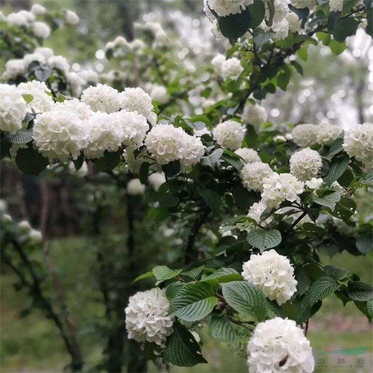 繡球莢蒾 大型花壇的中心樹(shù)木繡球八仙花 紫陽(yáng)花園林綠化和觀賞樹(shù)種