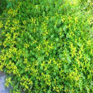 臥莖景天別名狗牙齒 花海花鏡花壇觀賞性植物 庭院園林綠化工程苗木