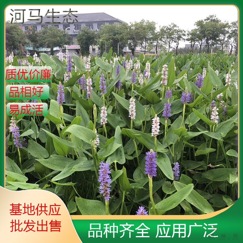 北美梭魚草 海壽花園林濕地 水邊 池塘綠化 也可盆栽觀賞