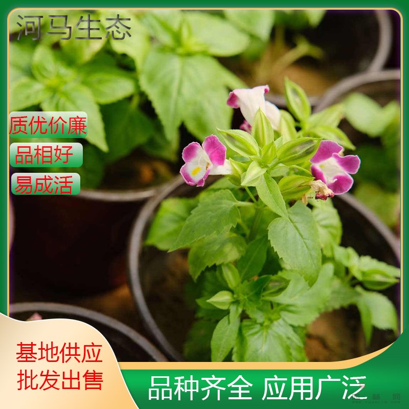 藍(lán)豬耳 夏堇蝴蝶草 散膽草 花鏡花壇栽植 鑲邊切花材料垂吊盆栽