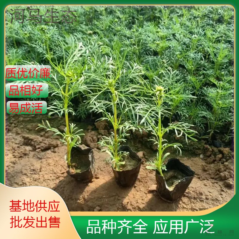 波斯菊小苗 花海花鏡花壇觀賞性植物 庭院別墅小區(qū)園林綠化工程苗木