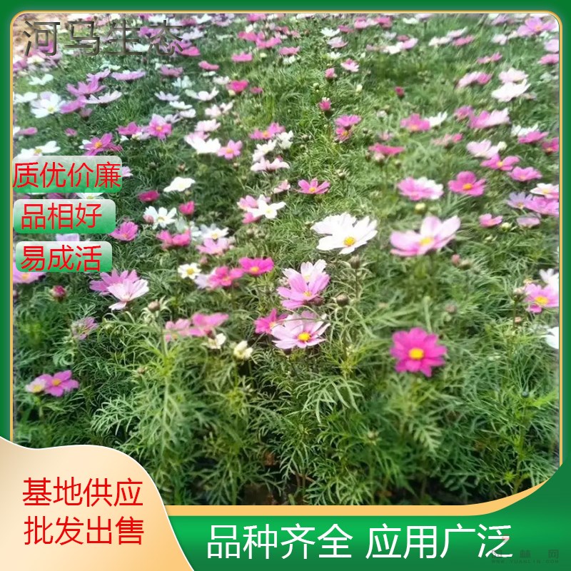 波斯菊小苗 花海花鏡花壇觀賞性植物 庭院別墅小區(qū)園林綠化工程苗木