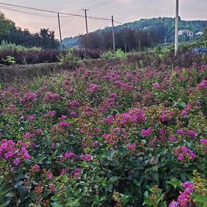 百丽矮紫薇 多规格种类 绿化工程栽植苗 公园观赏苗木 多品种