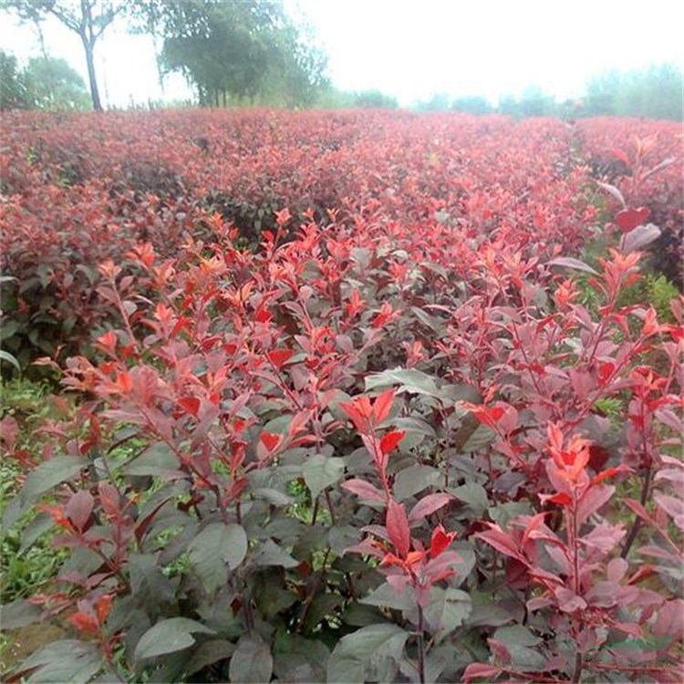 基地供應(yīng) 紅葉小檗 綠籬色塊彩色苗木樹種 庭院園林綠化工程苗木