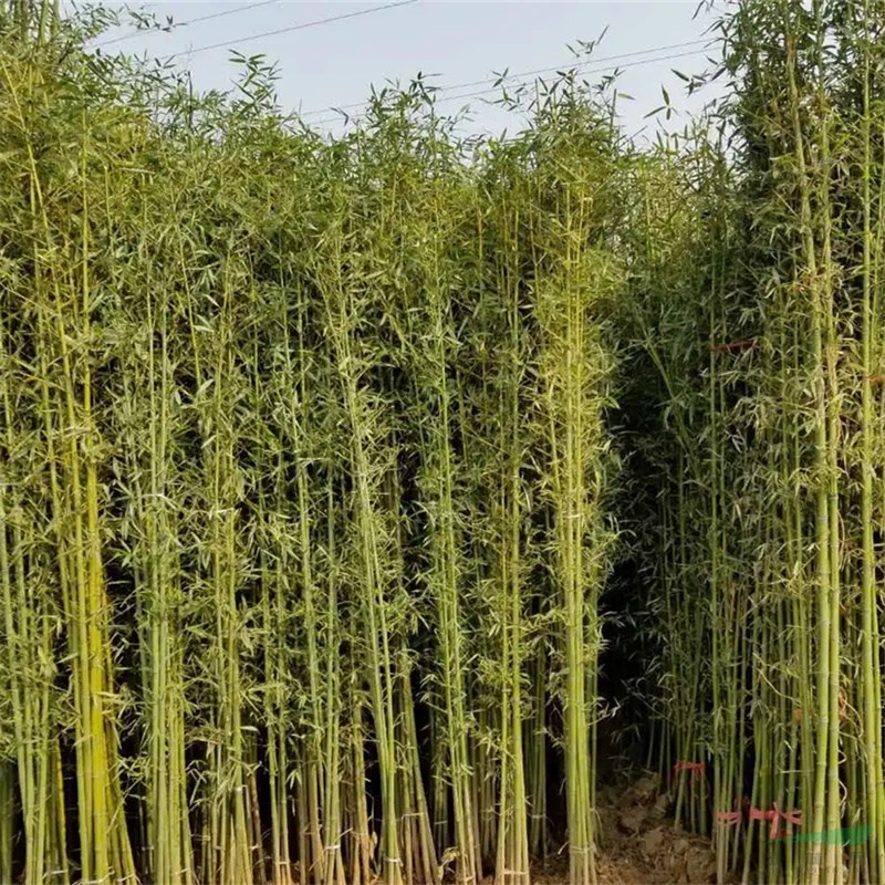 剛竹 小苗 竹園叢植列植造景 園林街道景區(qū)庭院別墅綠化工程苗